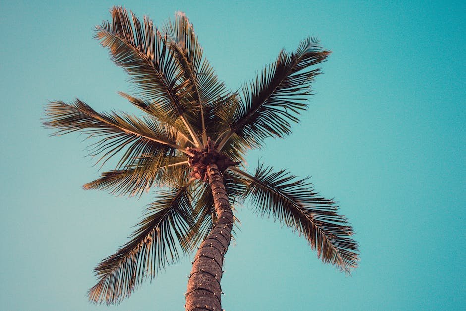 Image of a stunning Traveler Palm, showcasing its large, fan-shaped leaves and tropical beauty.