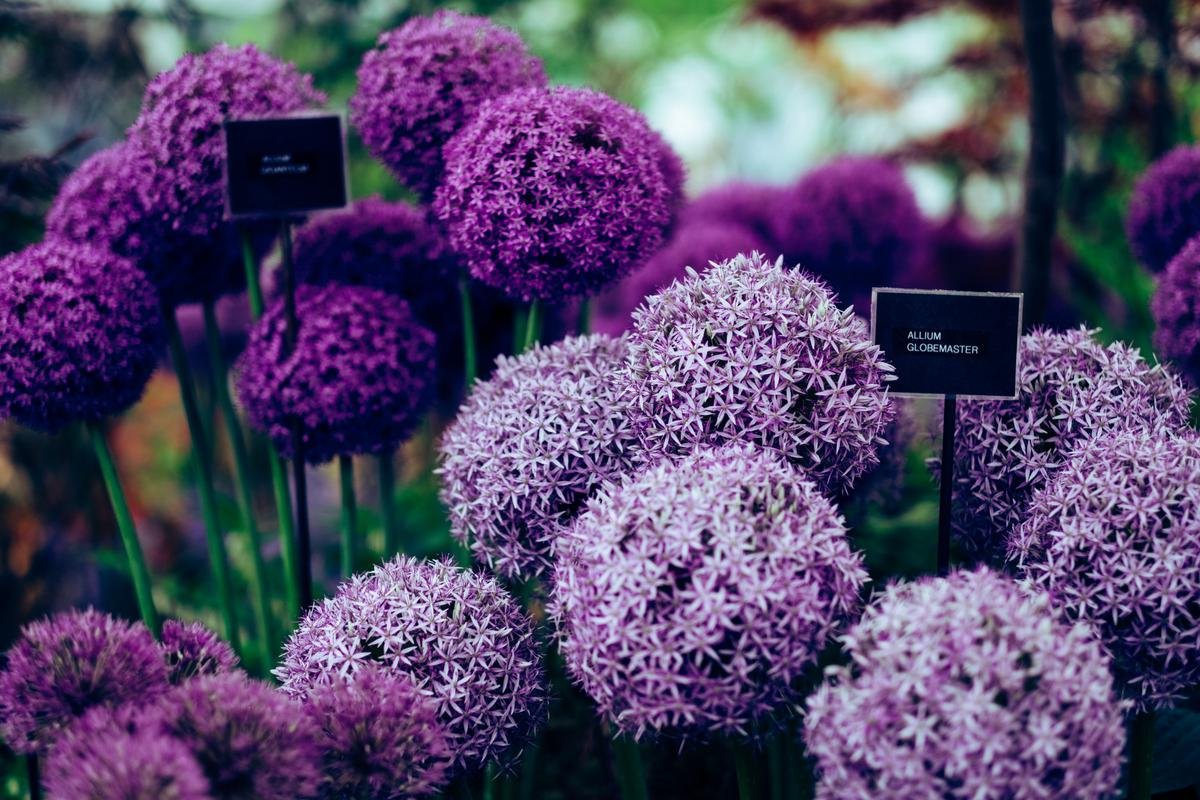 When to Plant Allium