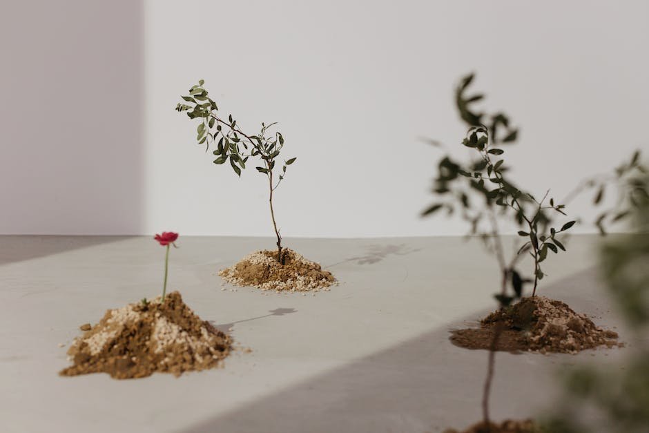 Image of bachelor button seedlings in the garden