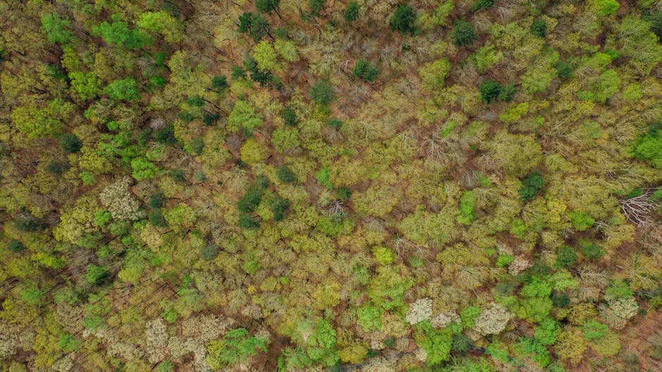 image of different shade trees growing and providing shade for a family relaxing under them
